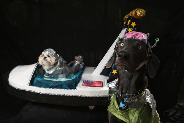 Halloween dog parade in New York