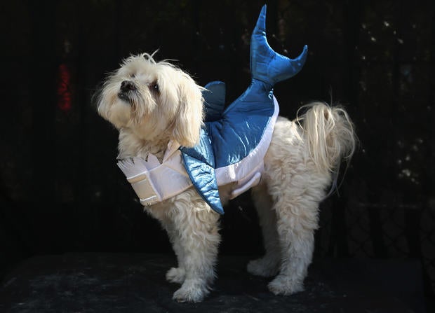 Halloween dog parade in New York