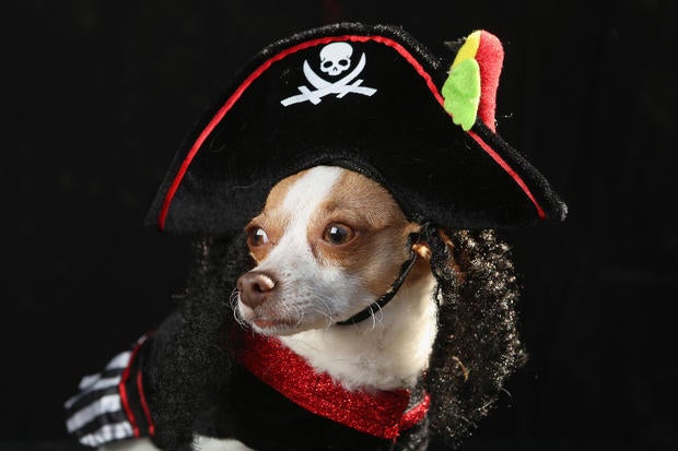 Halloween dog parade in New York