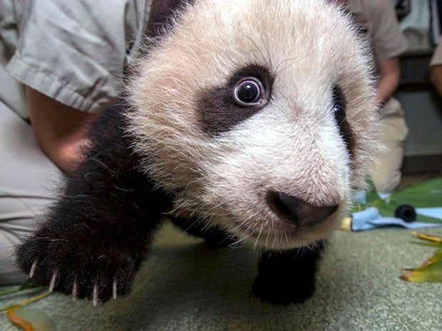 Xiao Liwu during his 16th exam.
