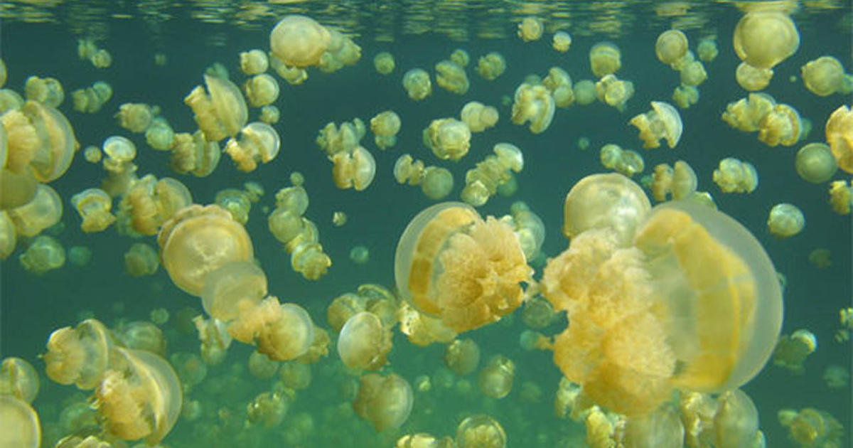 Jellyfish population booming worldwide; or is it? CBS News