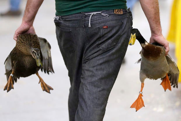 pa farm show draws crowd photo 1 pictures cbs news pa farm show draws crowd photo 1 pictures cbs news
