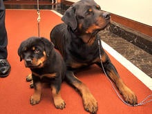 01Dog-breeds.jpg