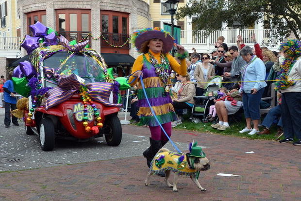 Mardi Gras dog parade - Photo 1 - Pictures - CBS News