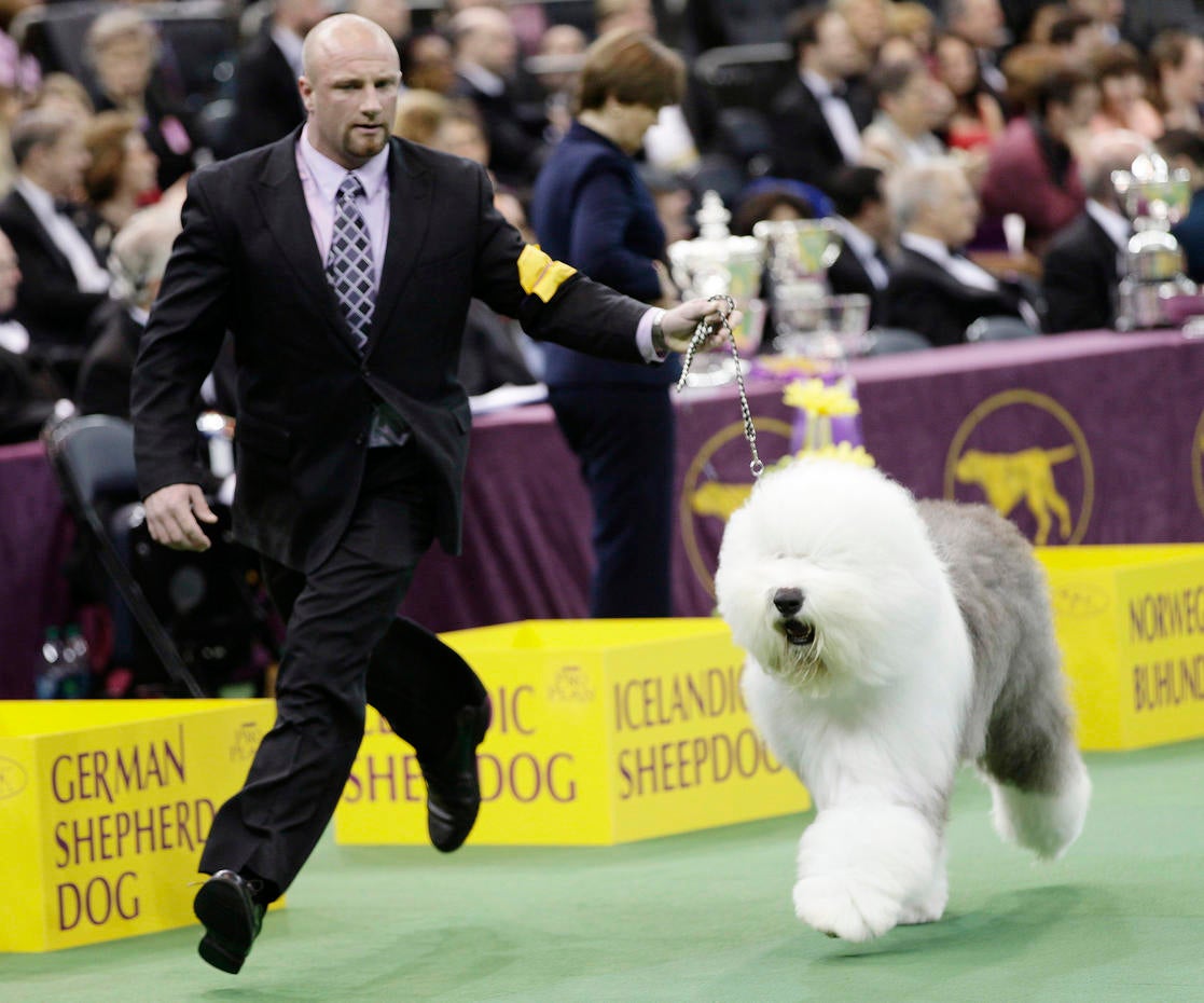 Westminster Best in Show 2013 Photo 1 Pictures CBS News