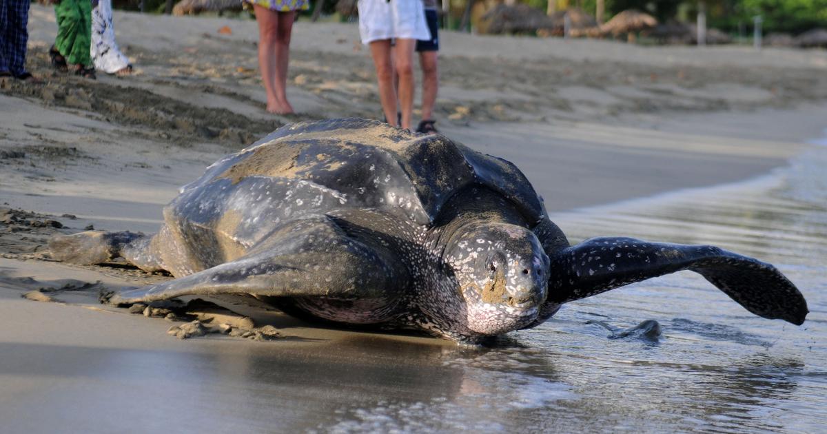 world-s-largest-turtle-could-be-extinct-in-20-years-scientists-say