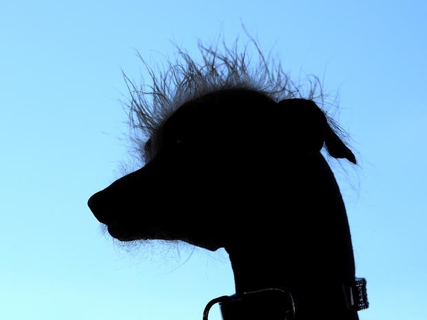 World's Ugliest Dog Contest 2013