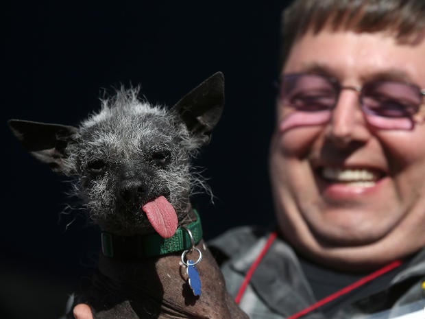 World's Ugliest Dog Contest 2013