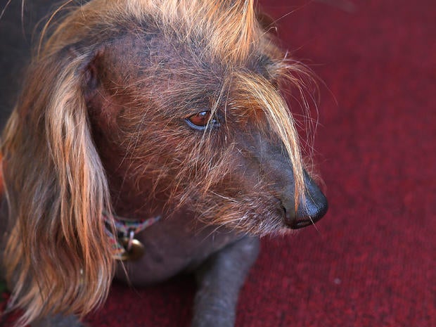 World's Ugliest Dog Contest 2013
