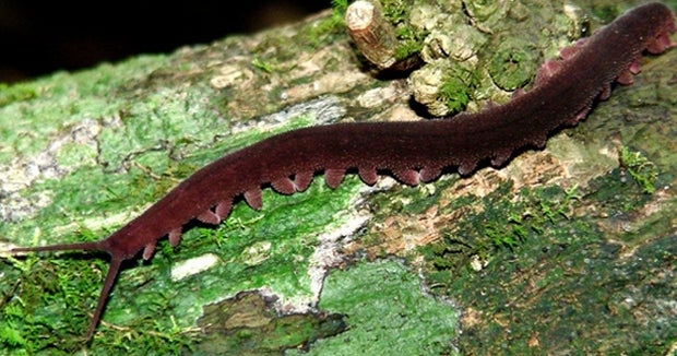 New gluespitting velvet worm found in Vietnam CBS News