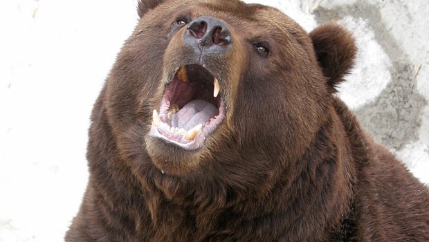 Alaska woman mauled by grizzly bear while jogging - CBS News
