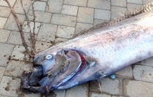 Giant sea creature found off Calif.