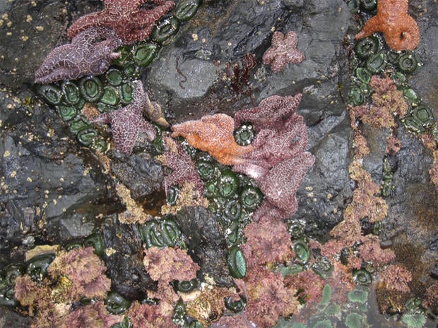 starfish2.jpg