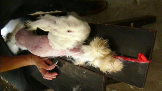 PETA releases video of angora rabbit investigation in China - CBS News