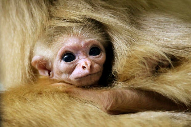 England - Top animal photos of 2013 - Pictures - CBS News