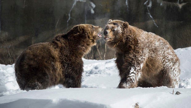 brown_bears.jpg