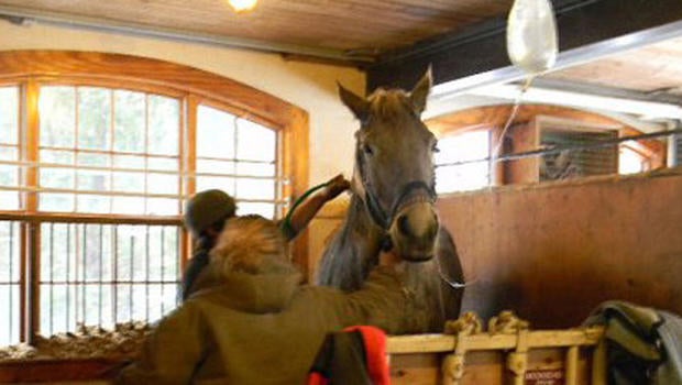 crop.horse3.jpg