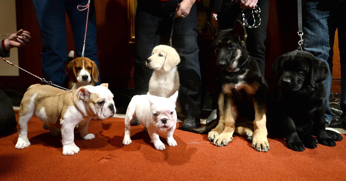 Top dog: Which breed sets popularity-ranking record in U.S.? - CBS News