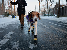 dogshoes.jpg