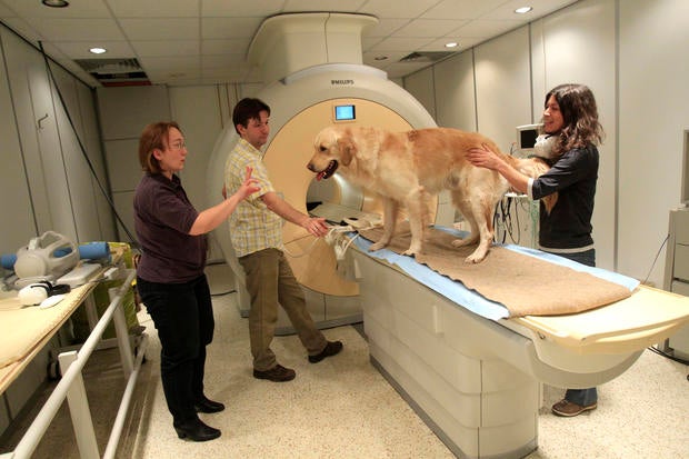do dogs feelings budapest how do dogs feel pictures cbs news do dogs feelings budapest how do dogs feel pictures cbs news