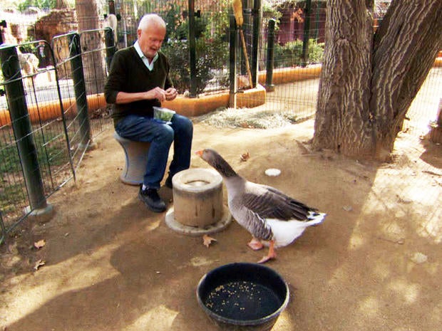 goose-zoo.jpg