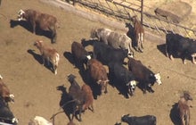 Armed protesters head to Nevada in fight over cattle ranch