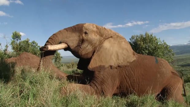 mond305-animal-rights-sanjayan-elephant-poaching-evepkg-mp4-still004.jpg