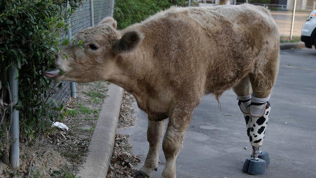 calf3.jpg
