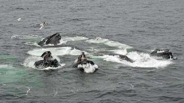 whalessplashing.jpg