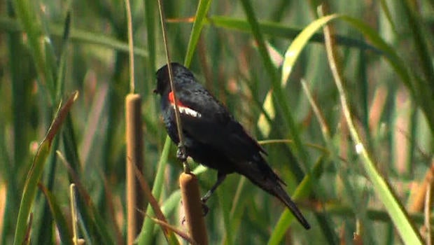 enshabanbirdcrop.jpg
