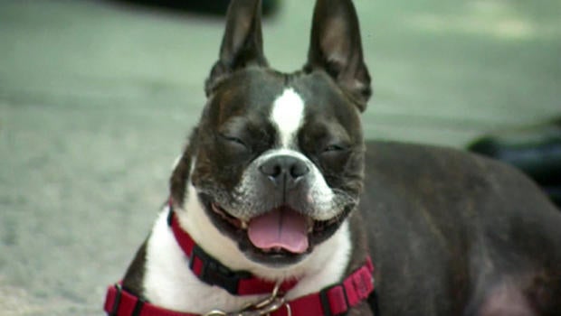violetthedog1.jpg