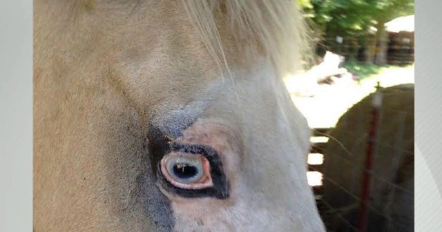 Horse tattooed to prevent cancerous eye ulcers Videos CBS News