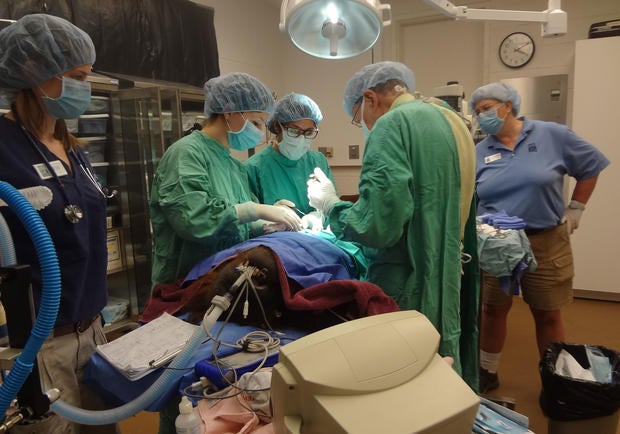 orangutansurgery.jpg
