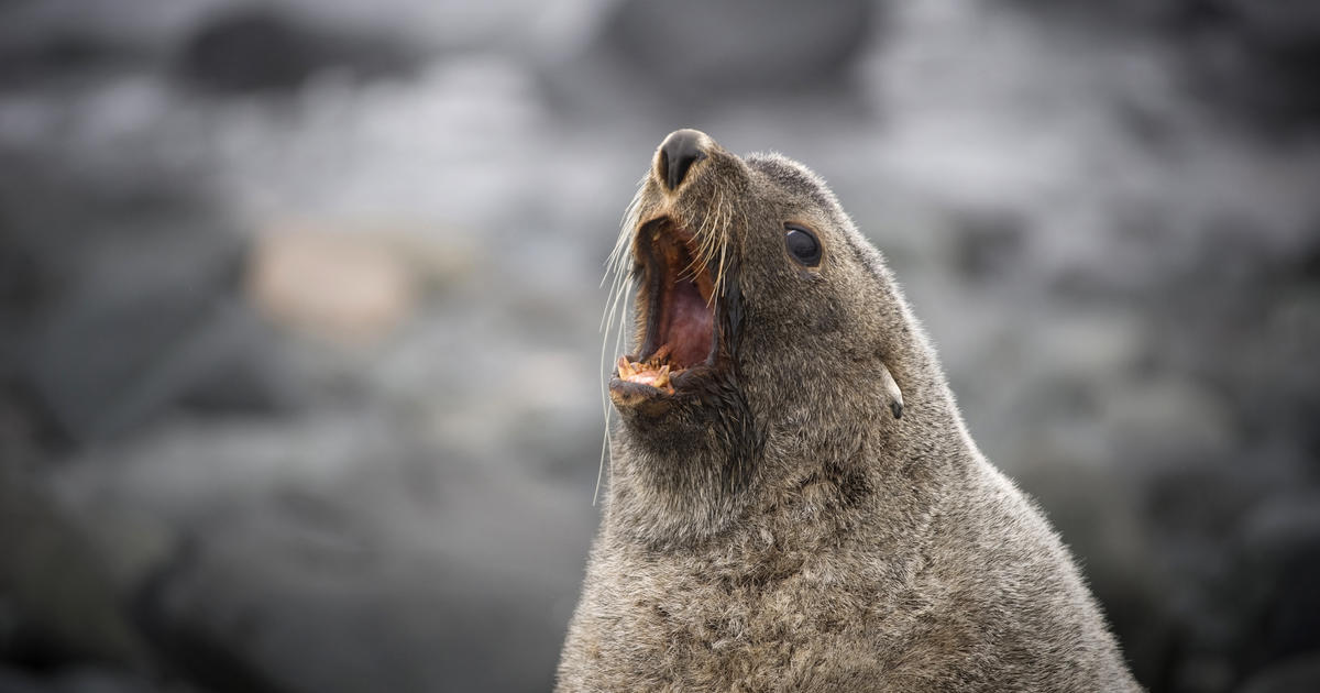 Strange But True Seals Found Sexually Assaulting Penguins Cbs News 