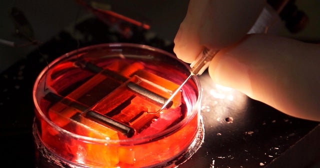 Stem cells transformed into heart tissue - Videos - CBS News