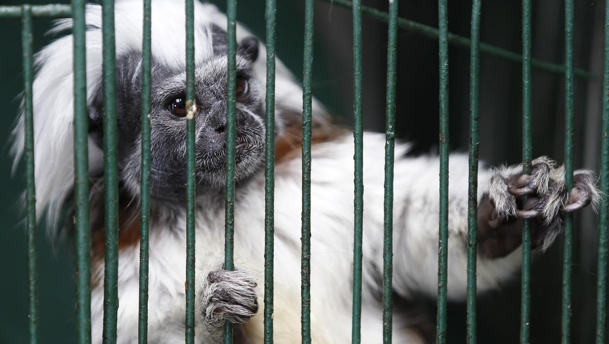 2 Endangered Monkeys Freeze To Death At Louisiana Zoo - CBS News