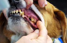 Dental care for pets can even include braces