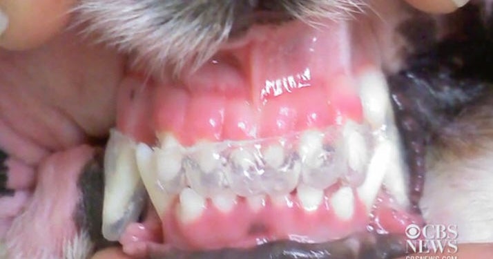 Why Dogs And Cats Need Dental Care Sometimes Even Braces CBS News