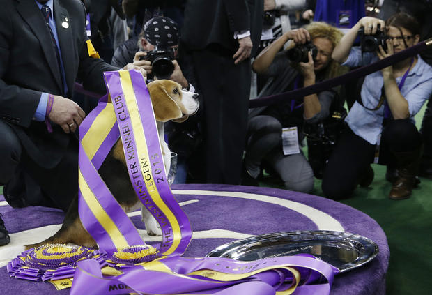 Dogs strut their stuff - The Westminster Kennel Club Dog Show