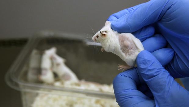 animal-experimentation-up-73-percent-study-says-cbs-news