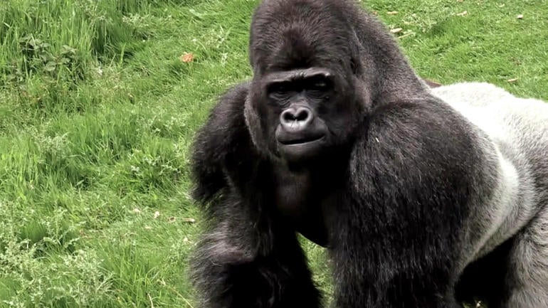 djala.jpg