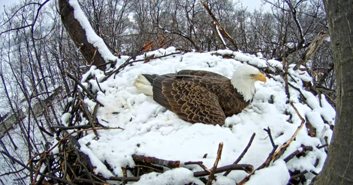 Watch Live Pa Bald Eagle S Nest Nears Hatching Time Cbs News