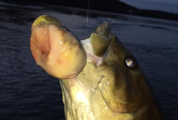 cancerous-fish.jpg