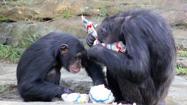 Do Chimps Have Rights? Judge Weighs Fate of Leo and Hercules