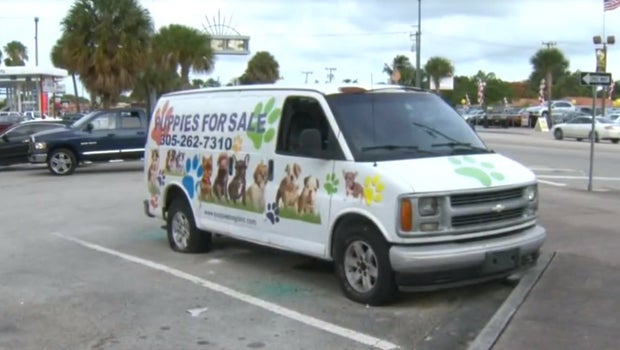 puppy store miami three miami pet stores vandalized in one broken windows graffiti among damage puppy store miami three miami pet stores vandalized in one broken windows graffiti among damage