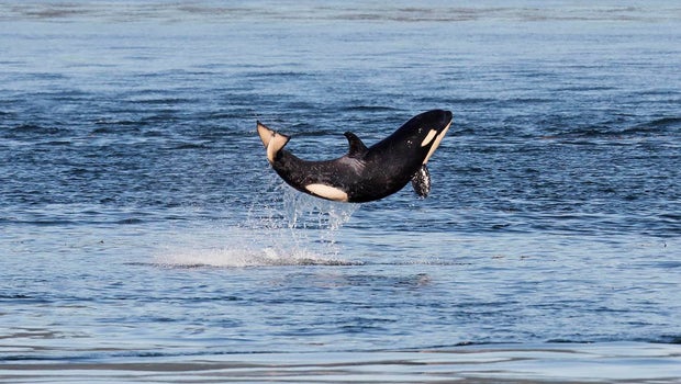 Dead orca found off Sechelt, pulled ashore for autopsy