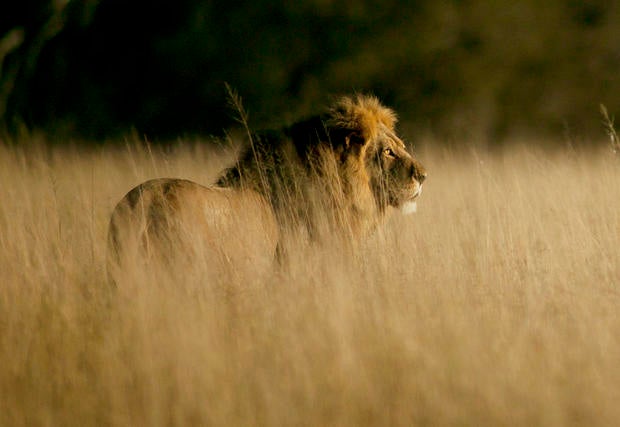 Cecil the lion killed in Africa