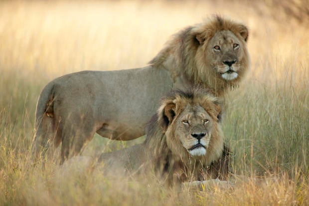 Cecil the lion killed in Africa