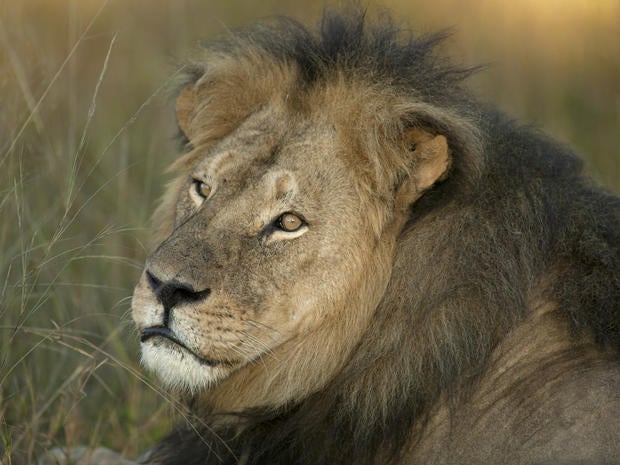 Cecil the lion killed in Africa
