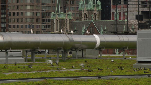 axelrod-javits-green-roof.jpg
